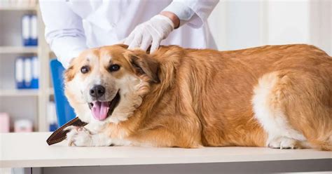 Dog Arthritis Treatment: How to Treat and Help Manage Pain