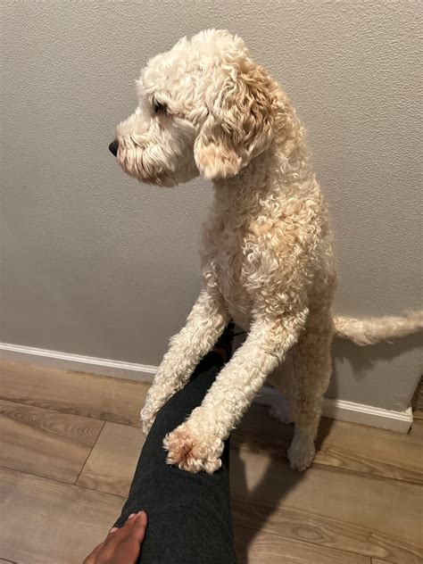 Being a bad little pooch 🤣🤣 AGAIN 🤣🤣 : r/Goldendoodles