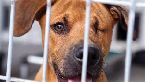 Peewee's launches $300,000 endowment fund to help pets in need