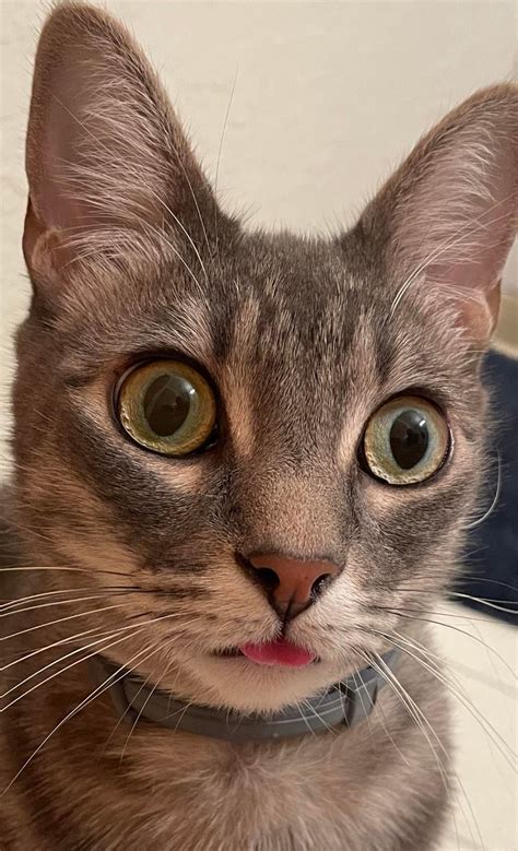 This is my wide eyed lunatic of a cat Toby. : r/cats
