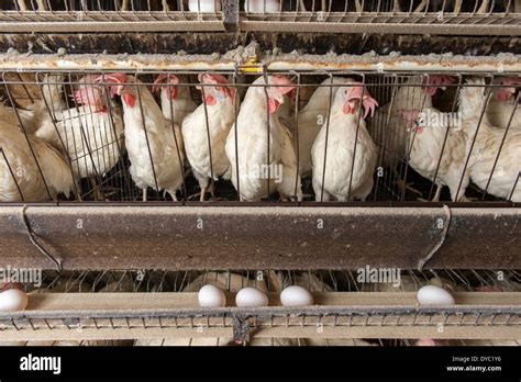 Chicken Egg Farm