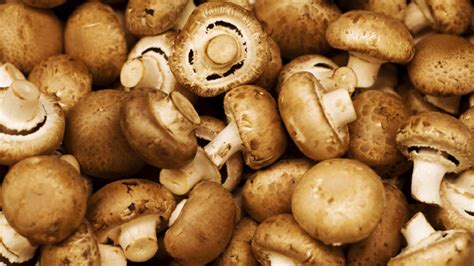 foto ketahui jenis jamur aman konsumsi