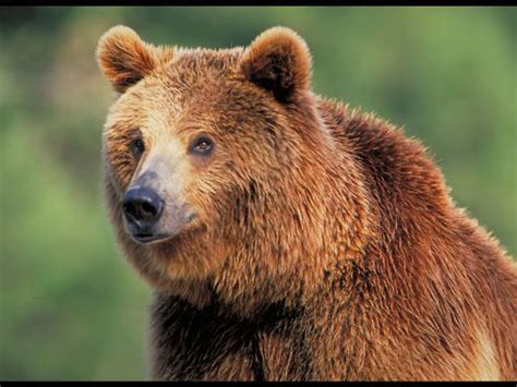 juegos de ciencias juego de  animal es cerebriti