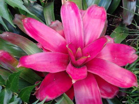 Bromélias De Sol Pleno - Bromelias A Pleno Sol Para Florida