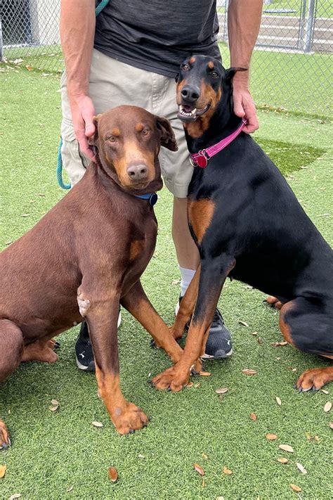 florida doberman rescue