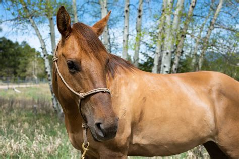 Do you enjoy the outdoors in Phoenix? Then horseback riding is the perfect activity for you ...