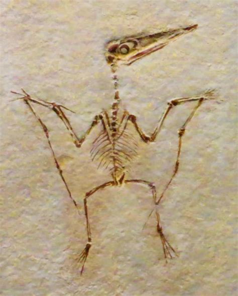 Pterodactylus antiquus, the one and only Pterodactyl. Though small ...