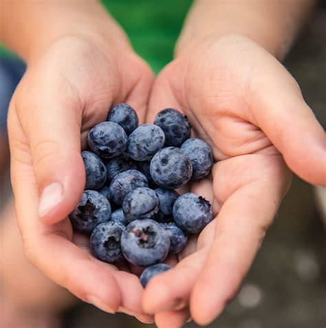 Arándanos Sudafricanos: El Poder de la Tecnología de Atmósfera