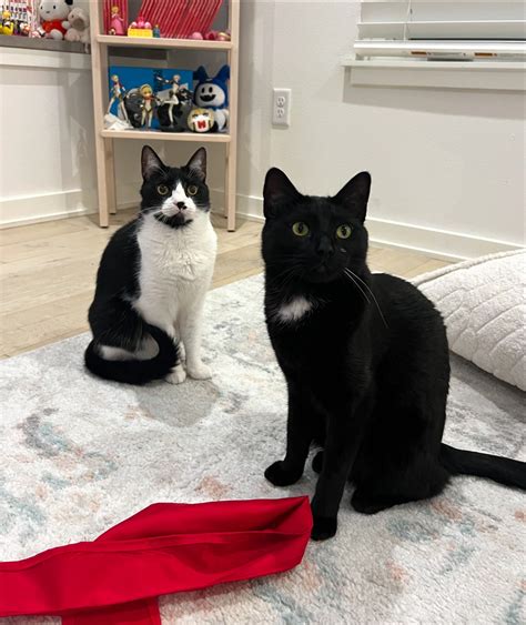 ﾟ nico | hello… i’m preparing for dragoncon currently 🐉 i’m doing two