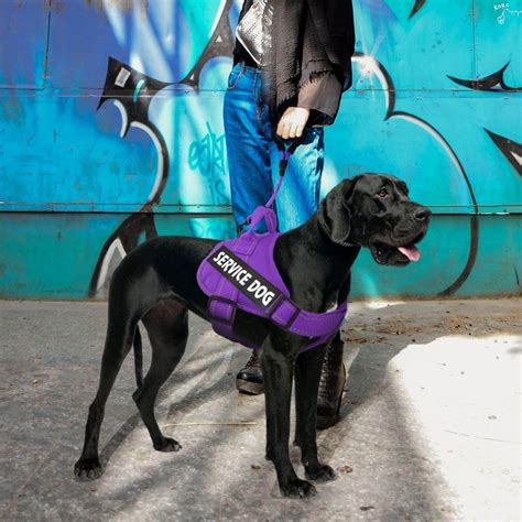 The Best Service Dog Vests in 2023 | PawGearLab