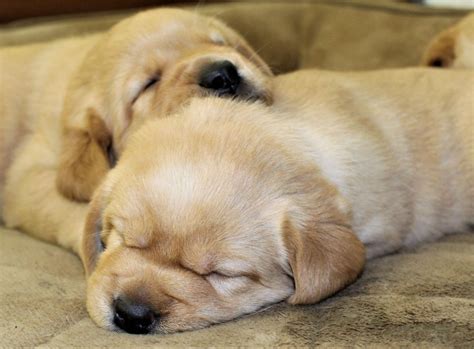 beautiful dogs