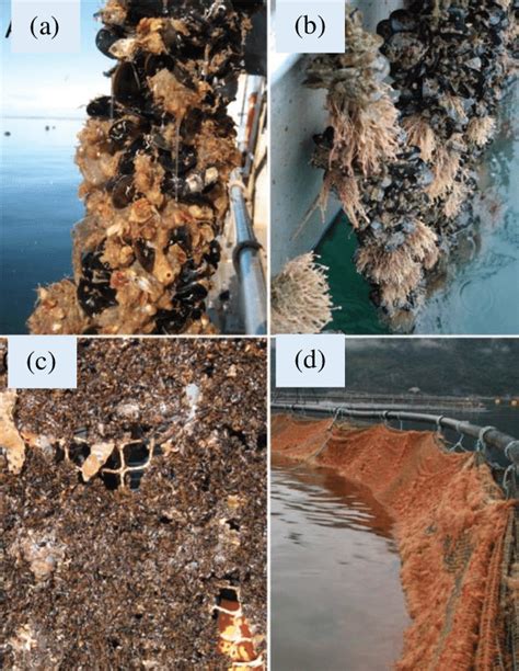 3: Common fouling organisms associated with aquaculture operations ...