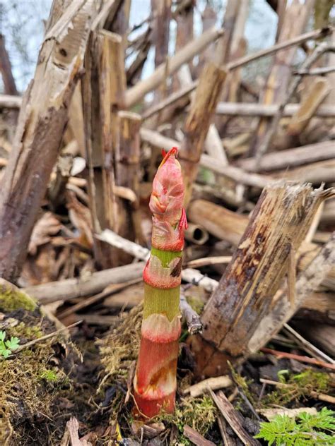 Free Japanese Knotweed Survey 2025 - www.freejapaneseknotweedsurvey.co.uk