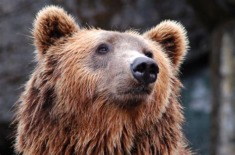 Italian Brown Bear Killed, Messner Supports Controversial Action ...