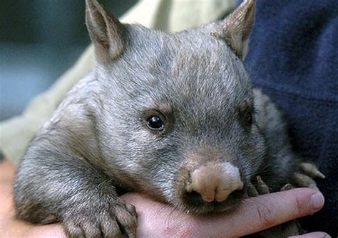 world knowledge australian endangered species northern hairy nosed