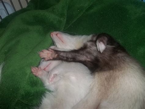 why is ferret sleeping too much indoors 8