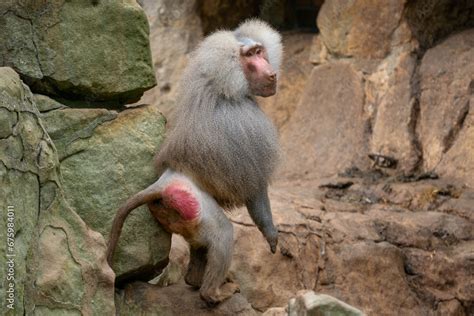 Hamadryas Baboon - Papio hamadryas, beautiful large primate from the