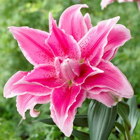 Lily Bulbs for Sale – Easy To Grow Bulbs