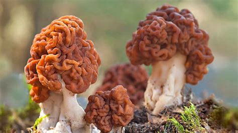 el hongo mas grande del mundo mide lo mismo   campos de futbol