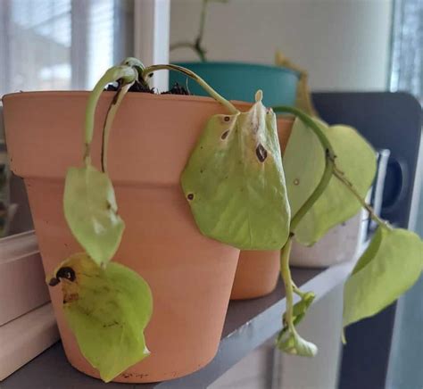 Why is My Pothos Leaves Curling? (Causes & Solutions) - Plants Craze