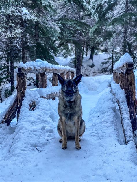 Mishka, the bridge troll. | Scrolller