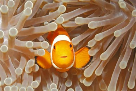 Top 10 Cutest Fish