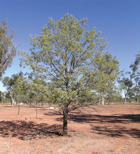 Cyprus Tree With Shrubs