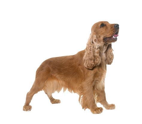 English Cocker Spaniel Rasseportrait | HUNTER Magazin