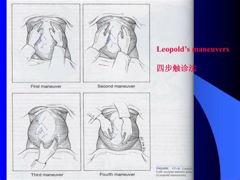 PPT - 孕 期 监 护 武汉大学人民医院妇产科 明蕾 副教授 PowerPoint Presentation - ID:7081470