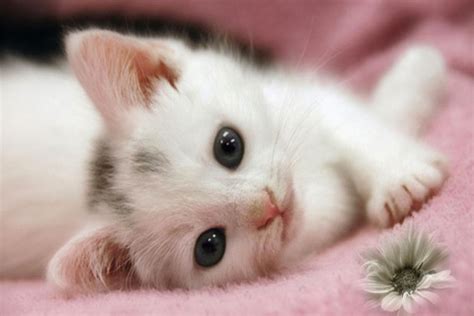 771 Wallpaper Kucing Yang Lucu Dan Imut Images & Pictures - MyWeb