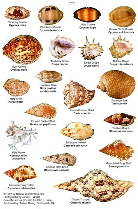 list  kinds  shells