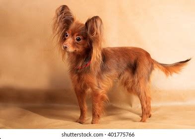 Russian Long Haired Toy Terrier Long Stock Photo 401775766 | Shutterstock