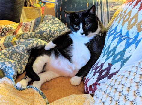 Voluptuous Claire-bear's boudoir : r/Delightfullychubby