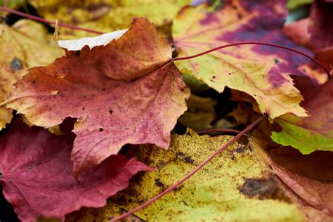 Autumn Leaves Background Royalty Free Photo