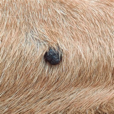 My dog has a large dark lump on her leg. Could it be skin cancer, or