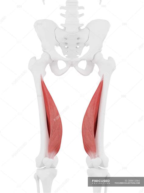 Human skeleton model with detailed Vastus medialis muscle, computer