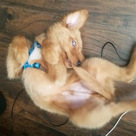 dogs chase  tail understanding  tail chasing behavior