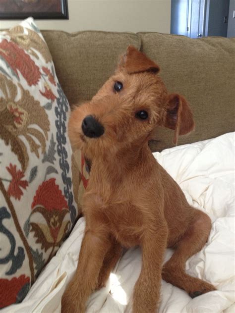 Am I adorable or what? Hadley the Irish Terrier at 3 months old ...