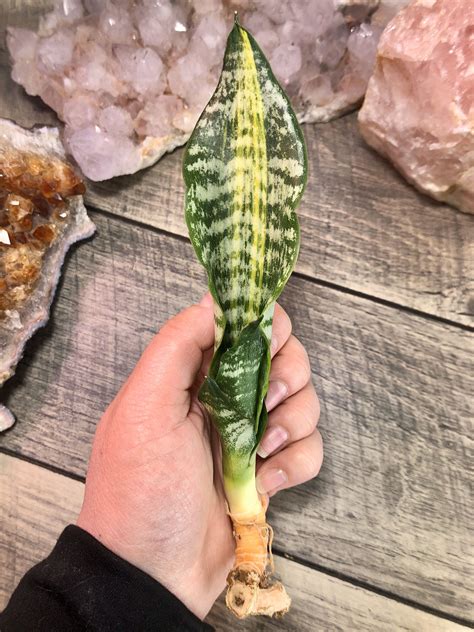 Sansevieria Plant
