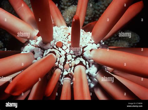 Inner and outer spines of Slate Pencil Sea Urchin (Heterocentrotus mammillatus). Hawaii, United ...