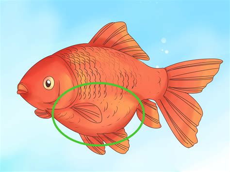 Erkenne ob ein Goldfisch schwanger ist: 8 Schritte (mit Bildern) – wikiHow