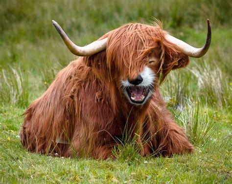 Hybrid Animals