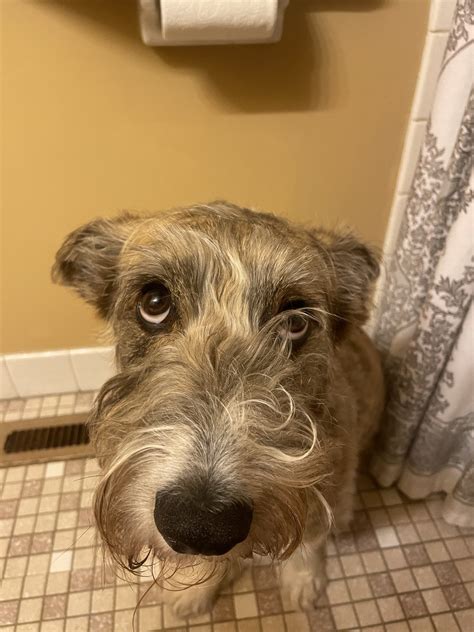 Discover more like WhatsWrongWithYourDog: There is a strict open door