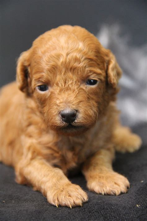 Ginger -Female Red Toy Poodle. | Family Dog Puppies