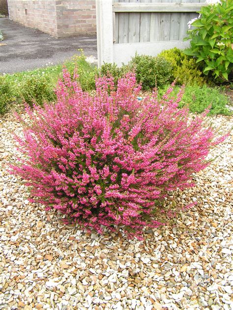 Home - The Heather Garden