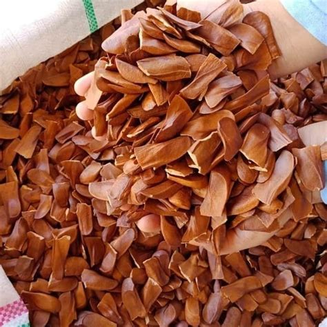 biji kayu mahoni mauni kg kualitas unggul lazada indonesia