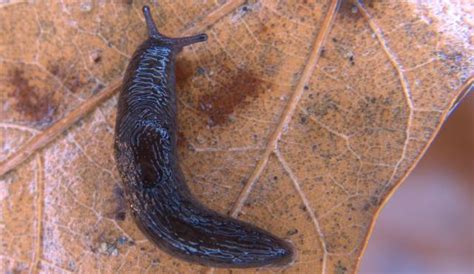 Brown Field Slug | Biodiversity of the Western Volcanic Plains