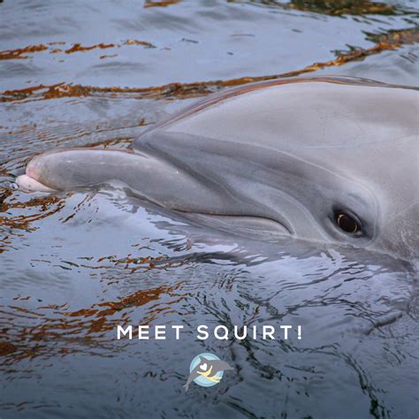 Meet Squirt, IDC’s largest dolphin... - KEYS HOLIDAY RENTALS