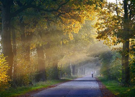 Free Images : landscape, tree, nature, sun, fog, mist, sunlight, leaf