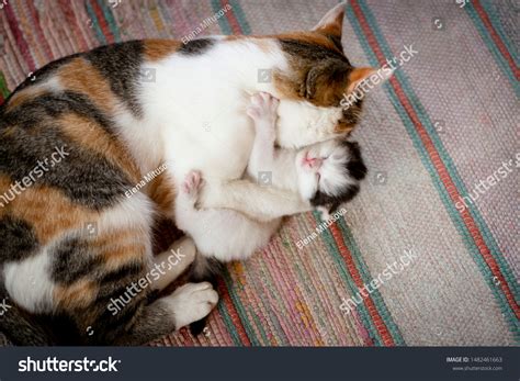 Mother Cat Hugs Her Little Kitten Stock Photo 1482461663 | Shutterstock